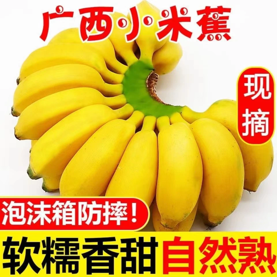【产地直发】正宗广西小米蕉9斤/5斤当季新鲜水果小香蕉苹果蕉甜