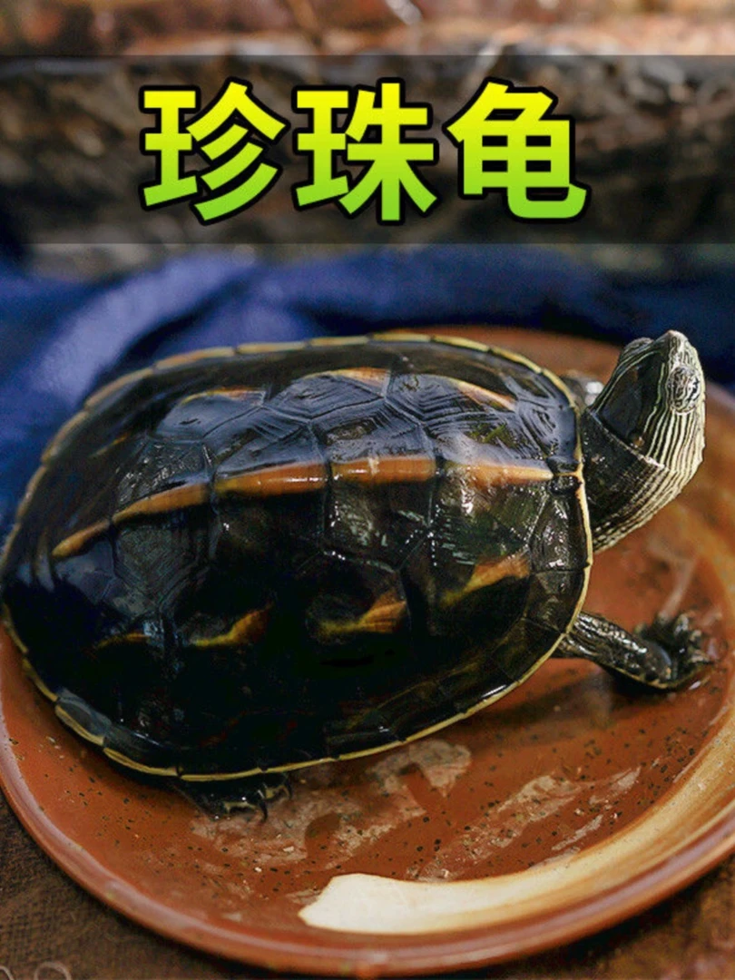 珍珠、巴西、草龟随机发一只