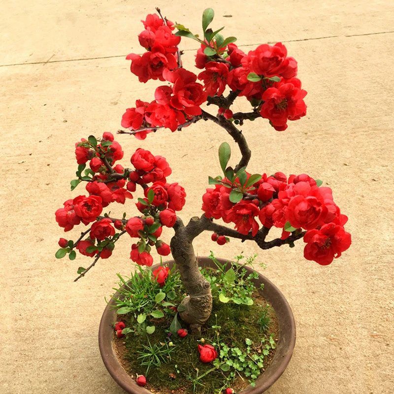海棠花盆栽盆景重瓣淡香花色好看带土多色发货分支基地植株使用
