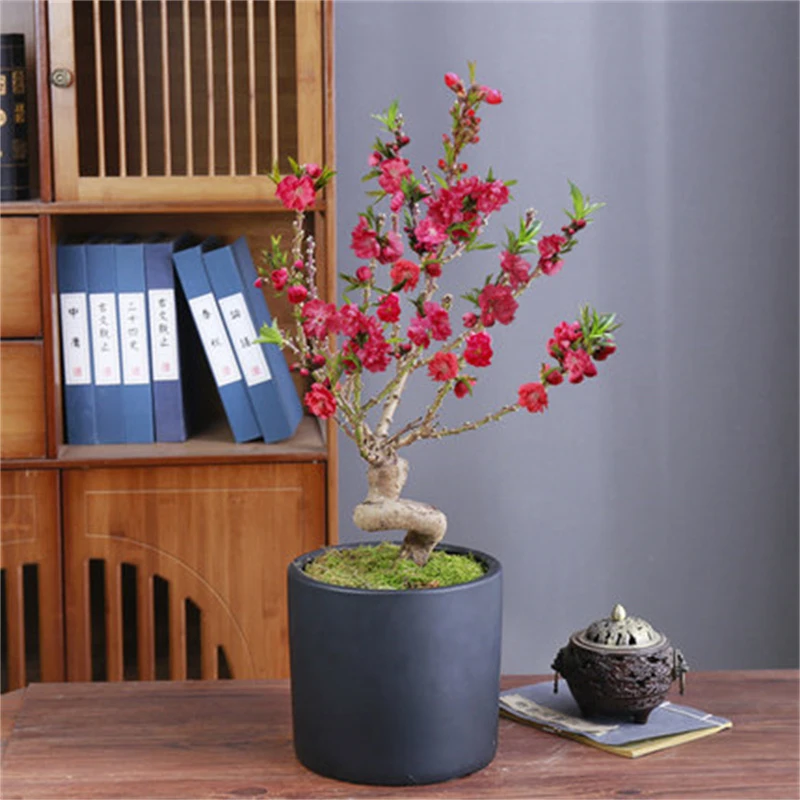 寿星桃花碧桃观赏桃花盆栽矮壮型重瓣小盆景植物种植根部选择正常