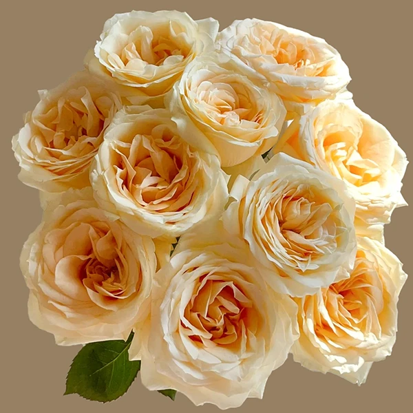 【任意两单空运包邮】香槟玫瑰20枝  任意两单及以上空运包邮