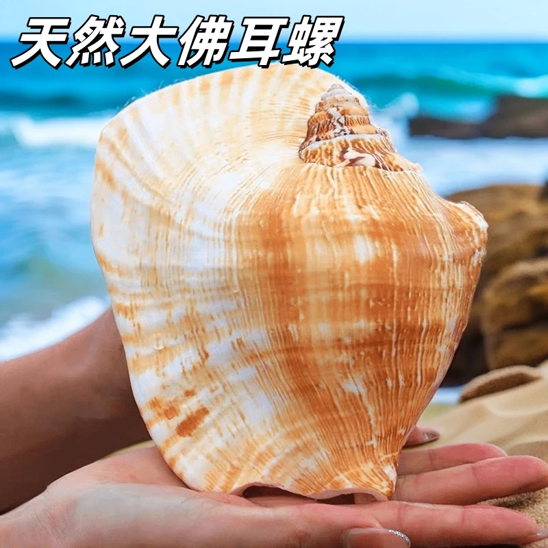 佛耳螺天然超大贝壳海螺耳朵螺工艺品居家装饰品多肉花盆家居摆件
