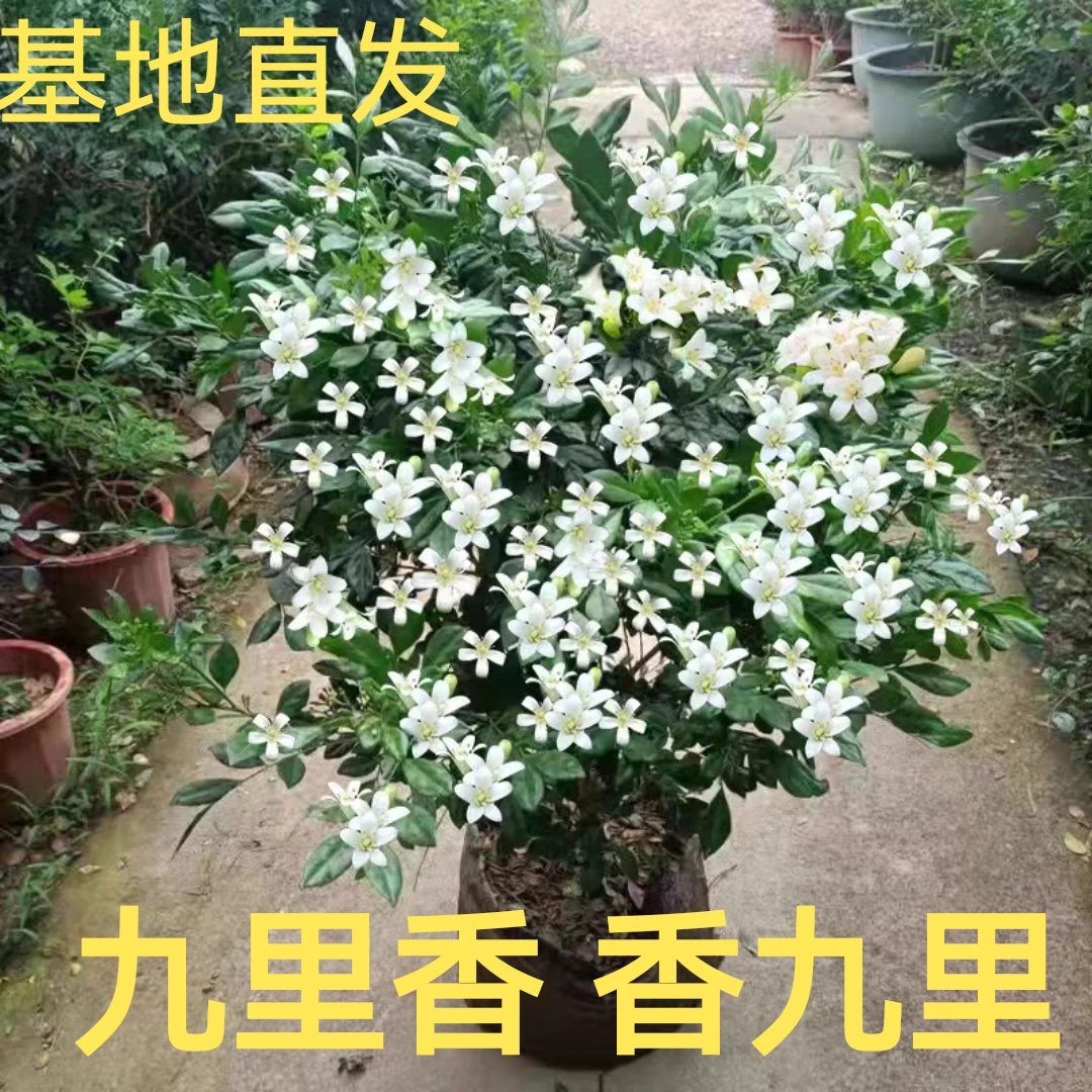 九里香浓香型花香浓郁四季开花新手推荐喜阳喜水好养易活批发绿植
