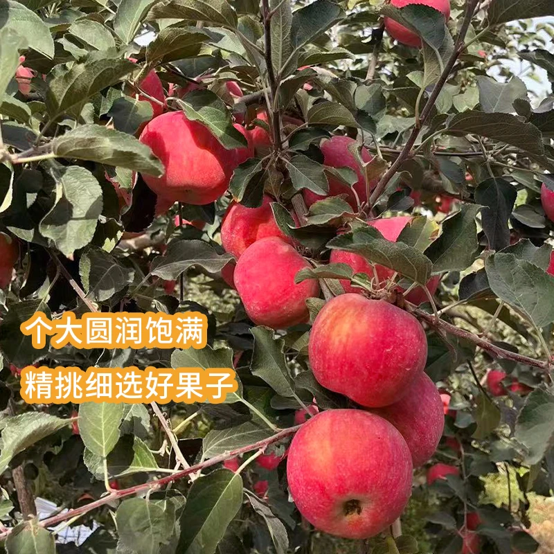新疆阿克苏苹果冰糖心当季新鲜采摘红富士脆甜苹果现摘原产地直发