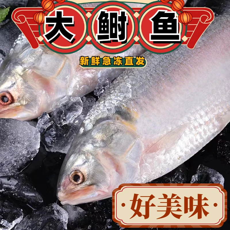新鲜鲥鱼10斤装 连云港发货(一斤6条左右)共60条左右