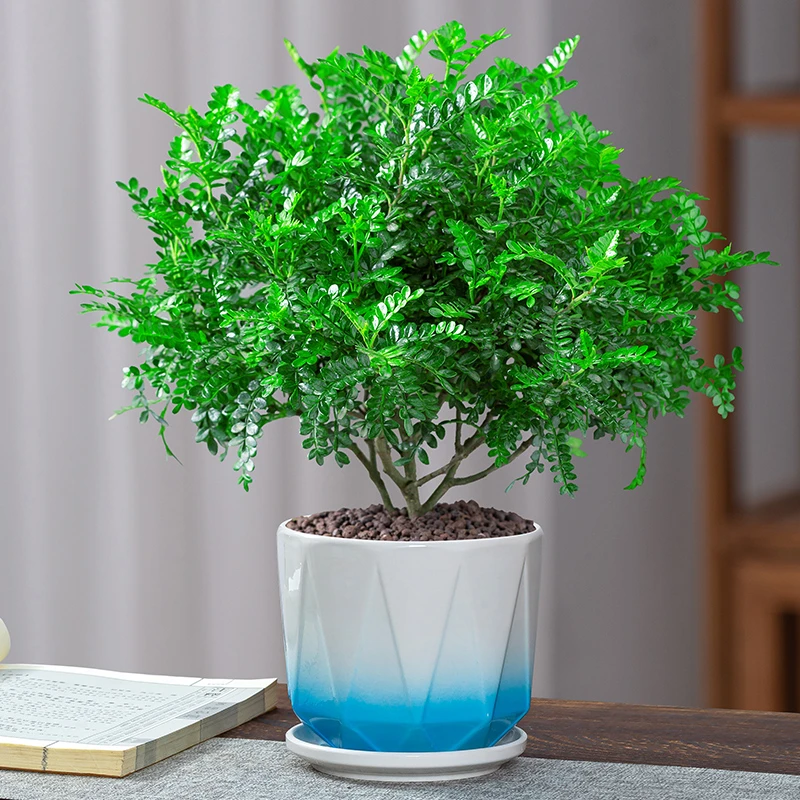 好养活清香木胡椒木盆栽正宗木花卉绿植四季好养净化空气美观植物