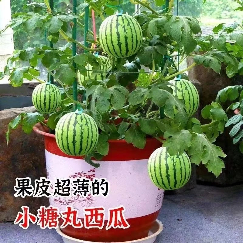 蜂蜜小西瓜种子薄皮少籽红瓤西瓜园艺盆栽阳台水果种子高产西瓜籽