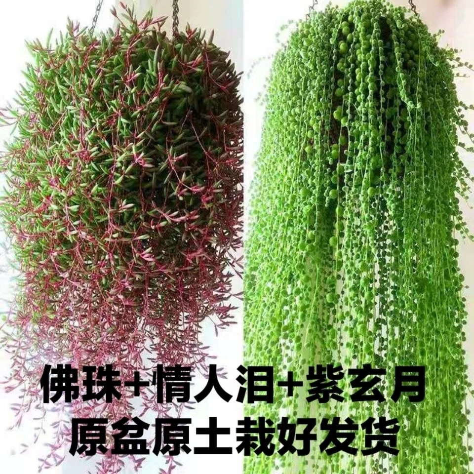 吊兰紫玄月吊兰好养多肉植物情人泪盆栽办公室净化空气美观可爱