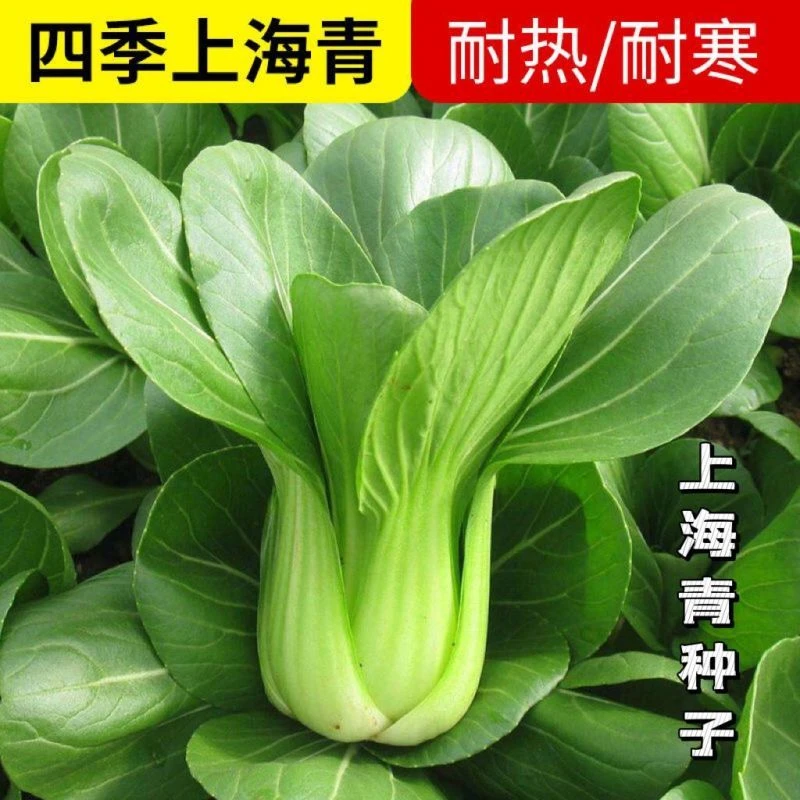 【种子】【满5元包邮】正宗上海青小青菜四季油菜种子种籽抗旱耐冻