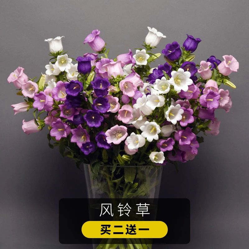 风铃花种子四季易活阳台庭院盆栽花卉绿植花籽室外室内开花风铃草