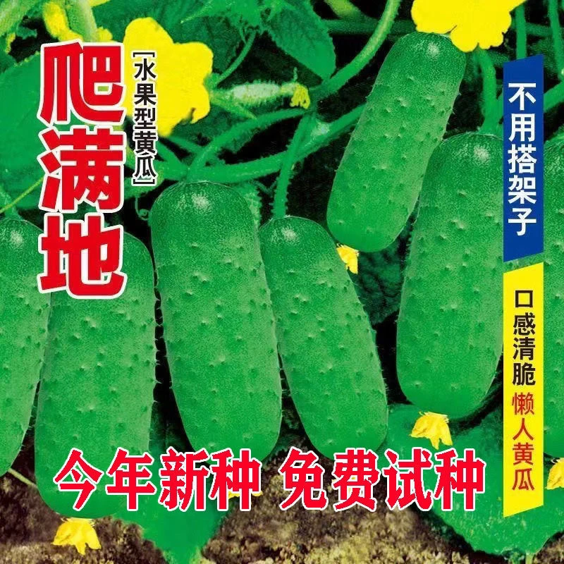 水果黄瓜种子高产压趴架四季盆栽春秋黄瓜种旱籽大棚阳台蔬菜种子
