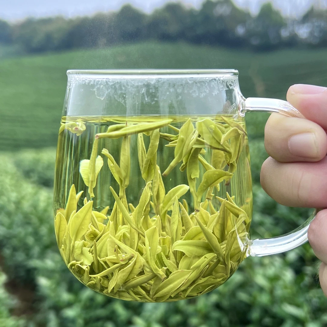 5号【精品贵芽】25年新茶浙江原产地春茶精品安吉白茶送人送礼自产