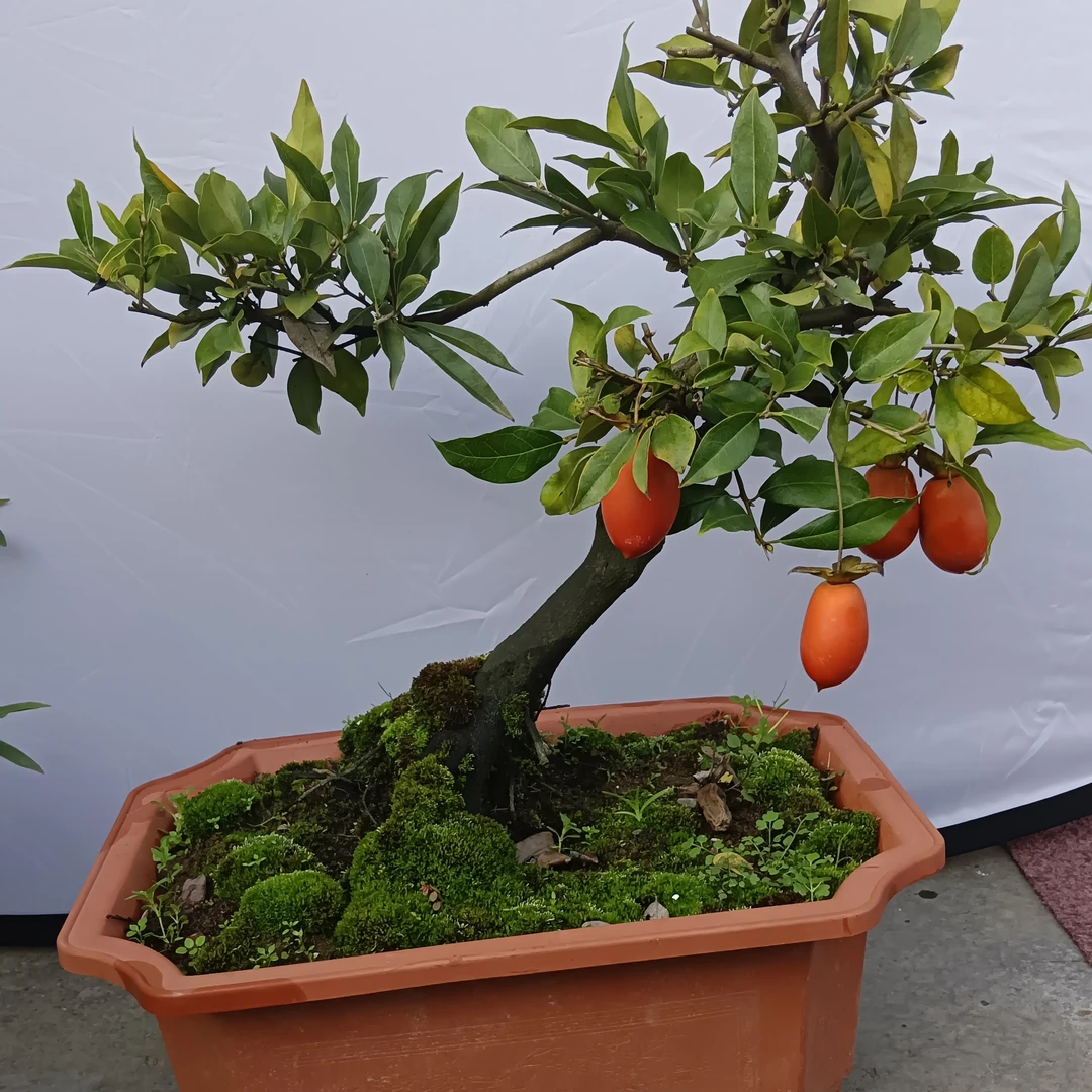 金弹子盆景，中华蚊母盆景直播间付米链接