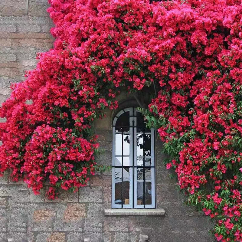 四季红木香无刺少刺细软藤多头勤花丰花爆花爬藤月季花苗