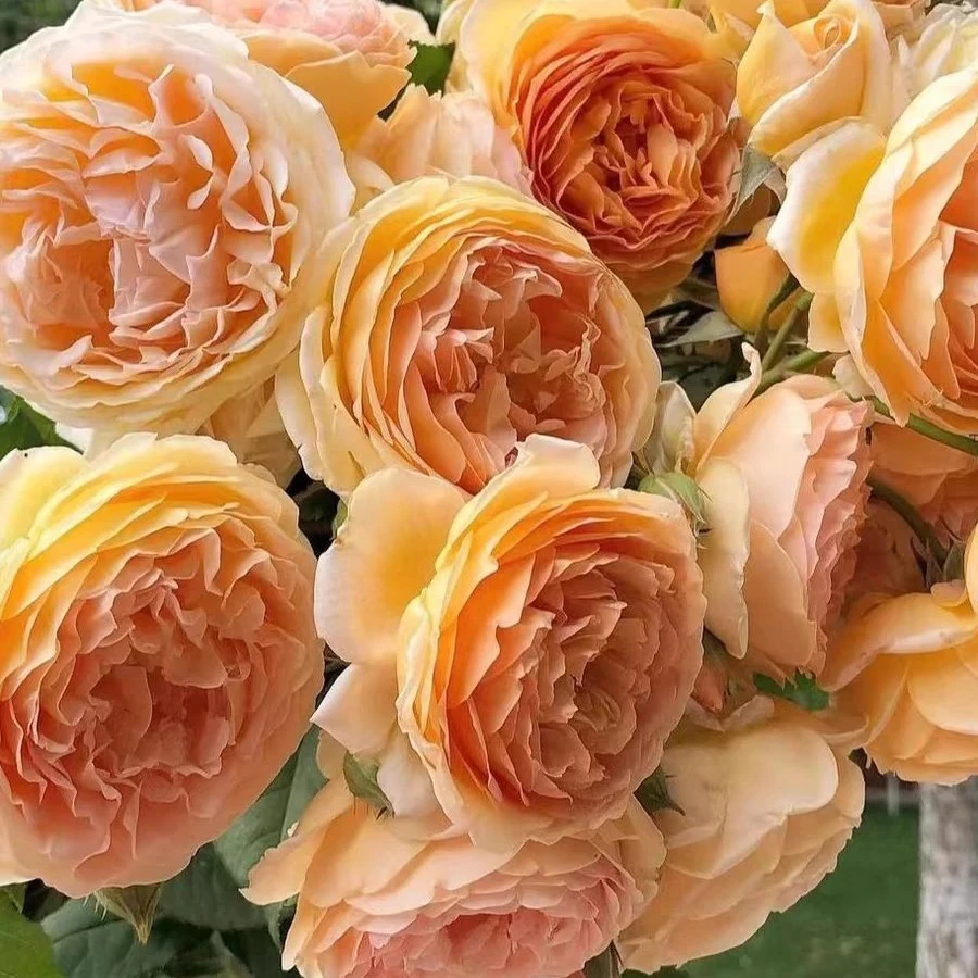 玛格丽特王妃藤本月季花1米-1.3米浓香四季阳台庭院爬藤花卉
