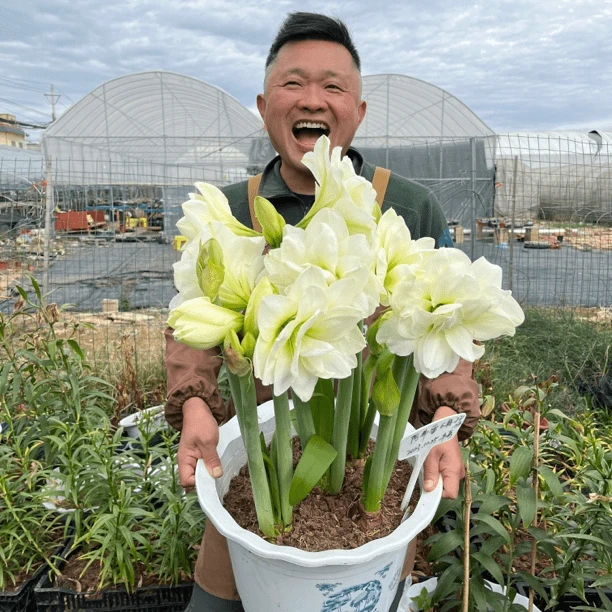 《阿弗雷小苗直径1-2cm》1颗重瓣朱顶红裸球发剪掉叶子发货介意勿拍