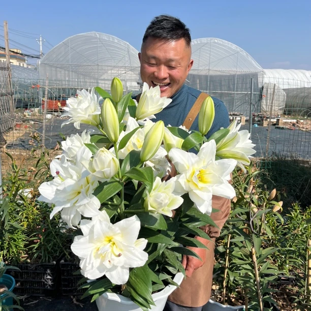 《暴风雪30/32》春百合大球1颗重瓣香水春天发芽六月左右开花