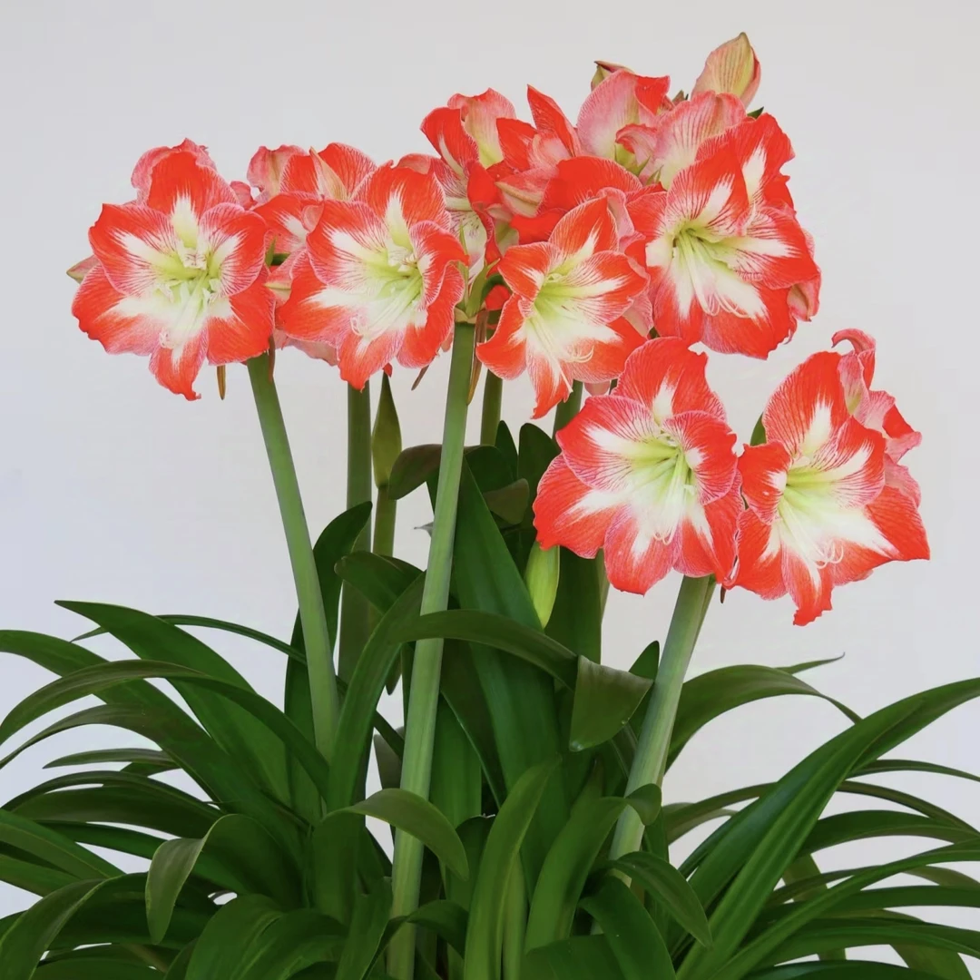 丰哥《米娜娃28/30》1颗进口朱顶红