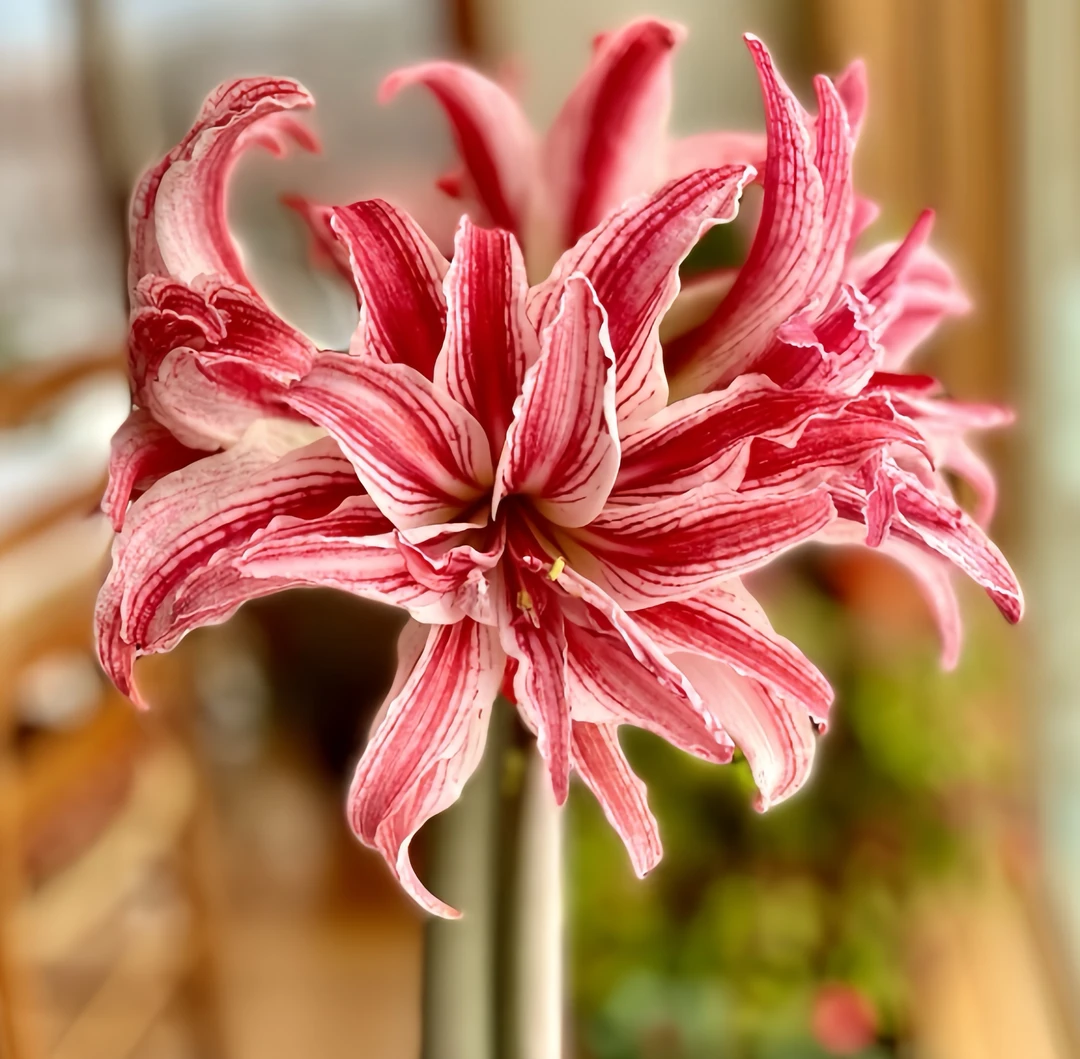 丰哥荷兰进口《多福莱特30/32》1颗重瓣朱顶红种球