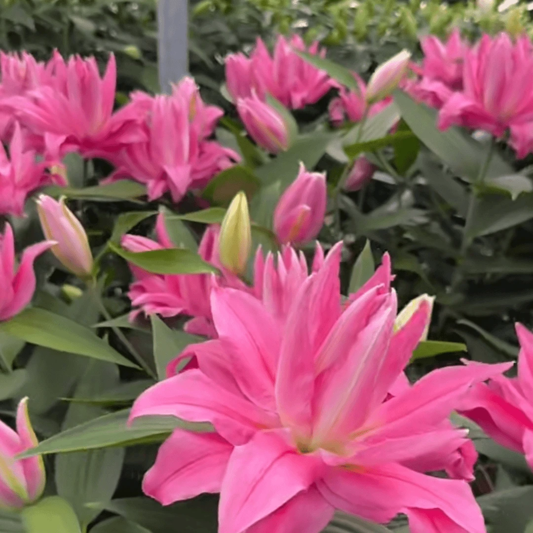 进口百合花种球《红丝带 周长14/16cm》1颗重瓣有香味 多年生