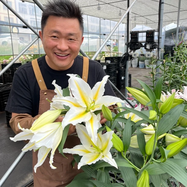 进口百合花种球《巴法拉利周长18/20cm》1颗单瓣有香保证开花