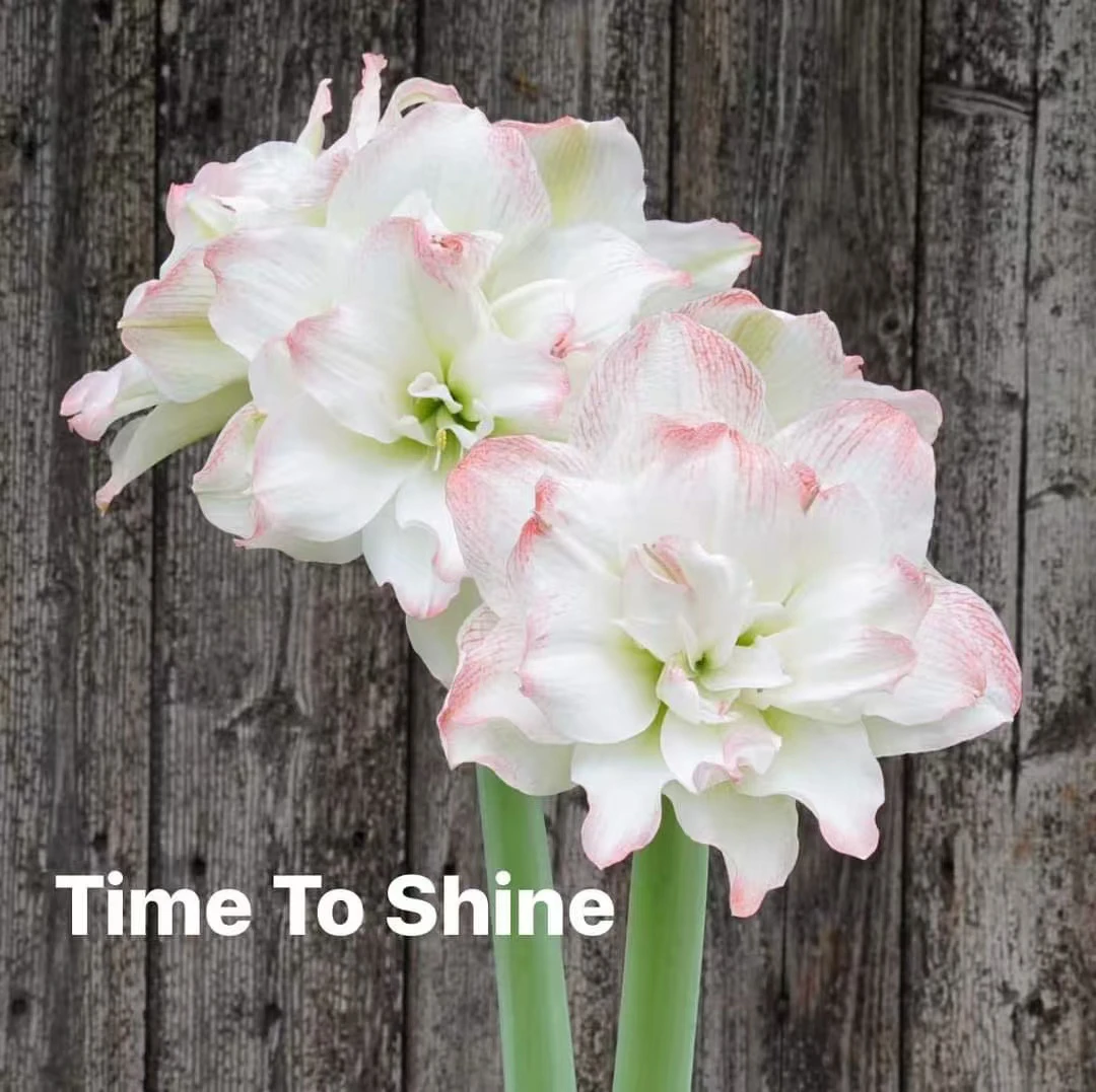 丰哥荷兰《进口闪耀时刻28/30》1颗重瓣朱顶红种球