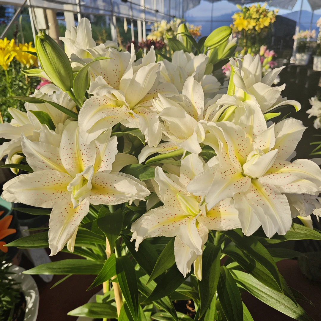 《白拉菲-西塔26/28》春百合大球1颗重瓣香水春天发芽六月左右开花