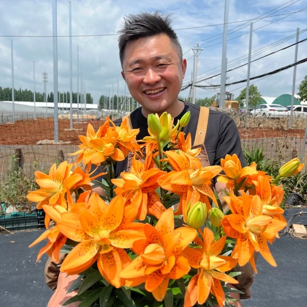 四季可种《荷兰设计》1颗14/16进口无香重瓣百合种球