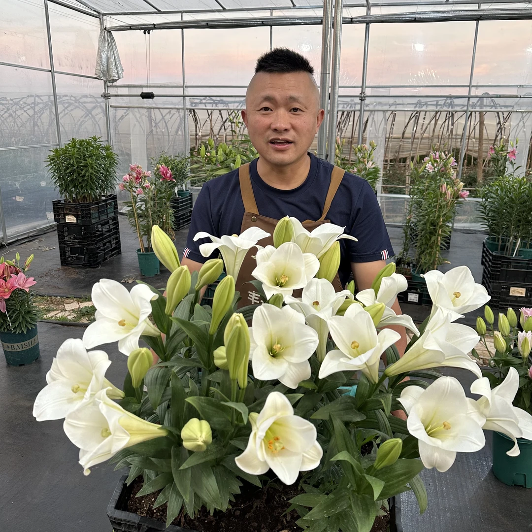 进口百合花种球《白铁炮-仰望14/16》1颗单瓣有香味 多年生