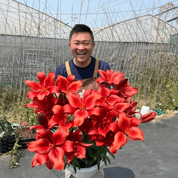 进口百合花种球《红山周长14/16cm》1颗单瓣无香保证开花