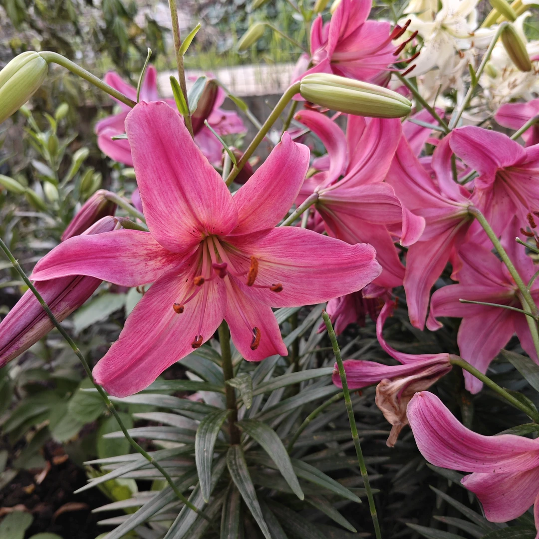 四季可种《粉色航行》1颗18/20进口单瓣无香百合种球