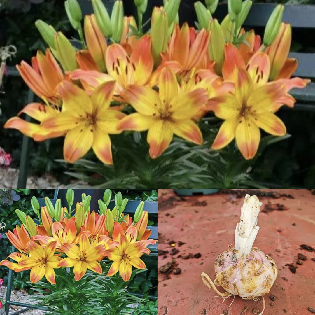 《幸福回忆14/16》三颗带盆土旧盆种好发货单瓣无香矮化百合种球