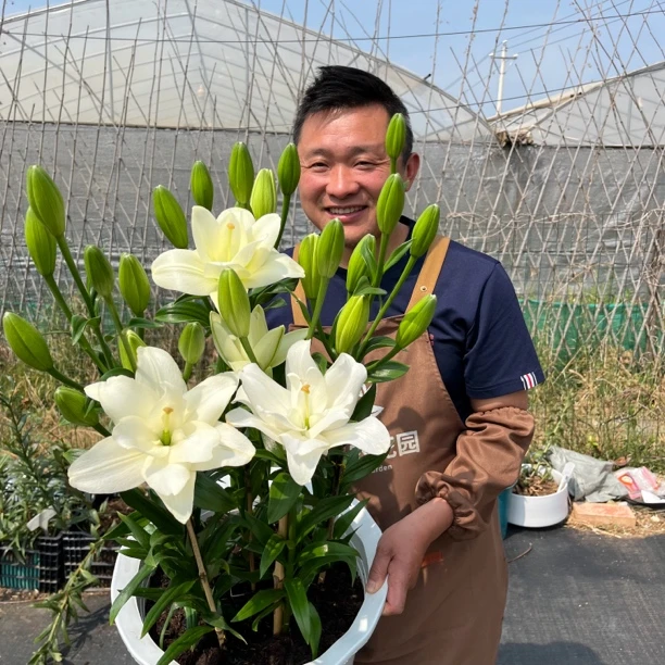 四季可种《丽城》1颗18/20进口重瓣无香亚百种球