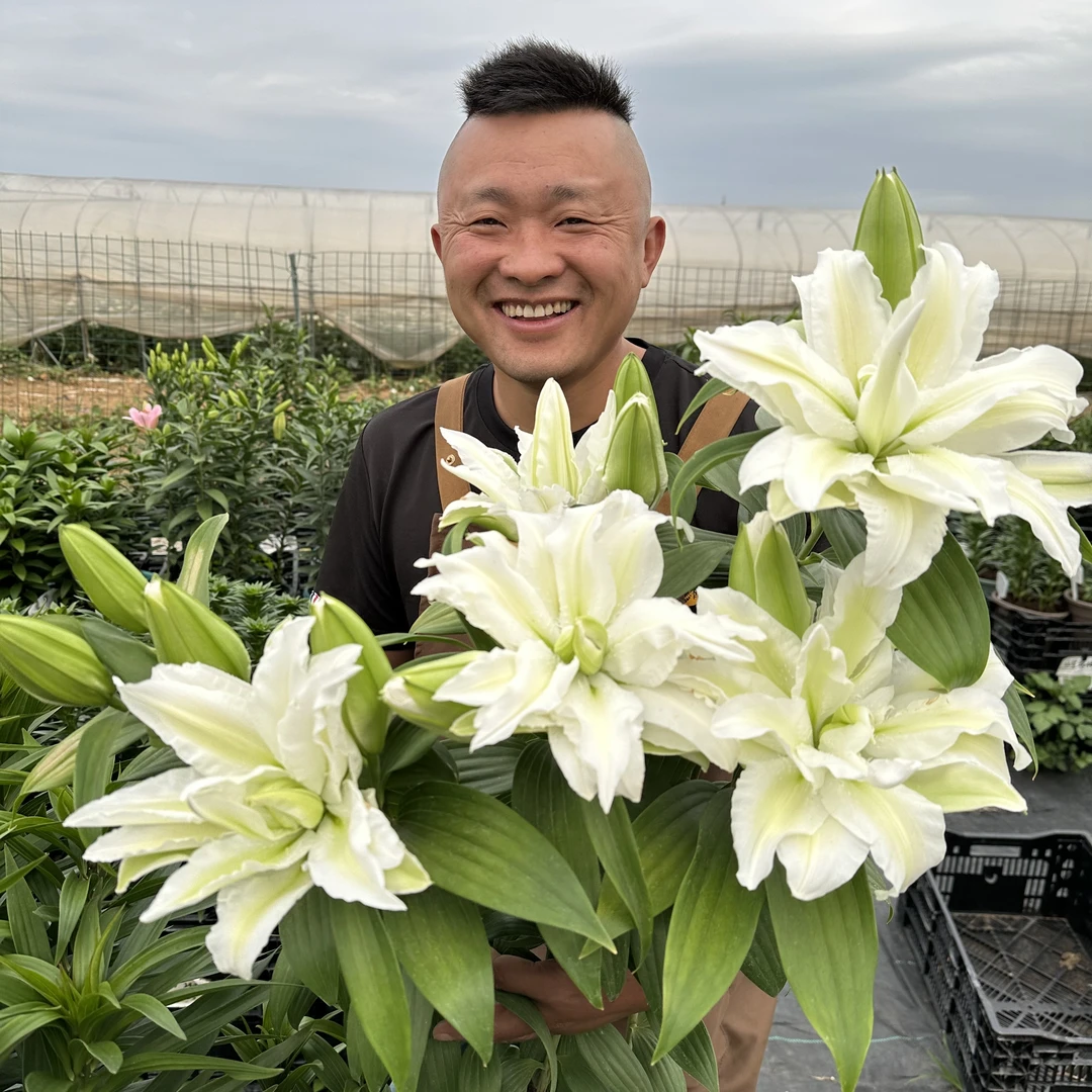 双芽《艾莎28/30》春百合大球1颗重瓣香水春天发芽六月左右开花