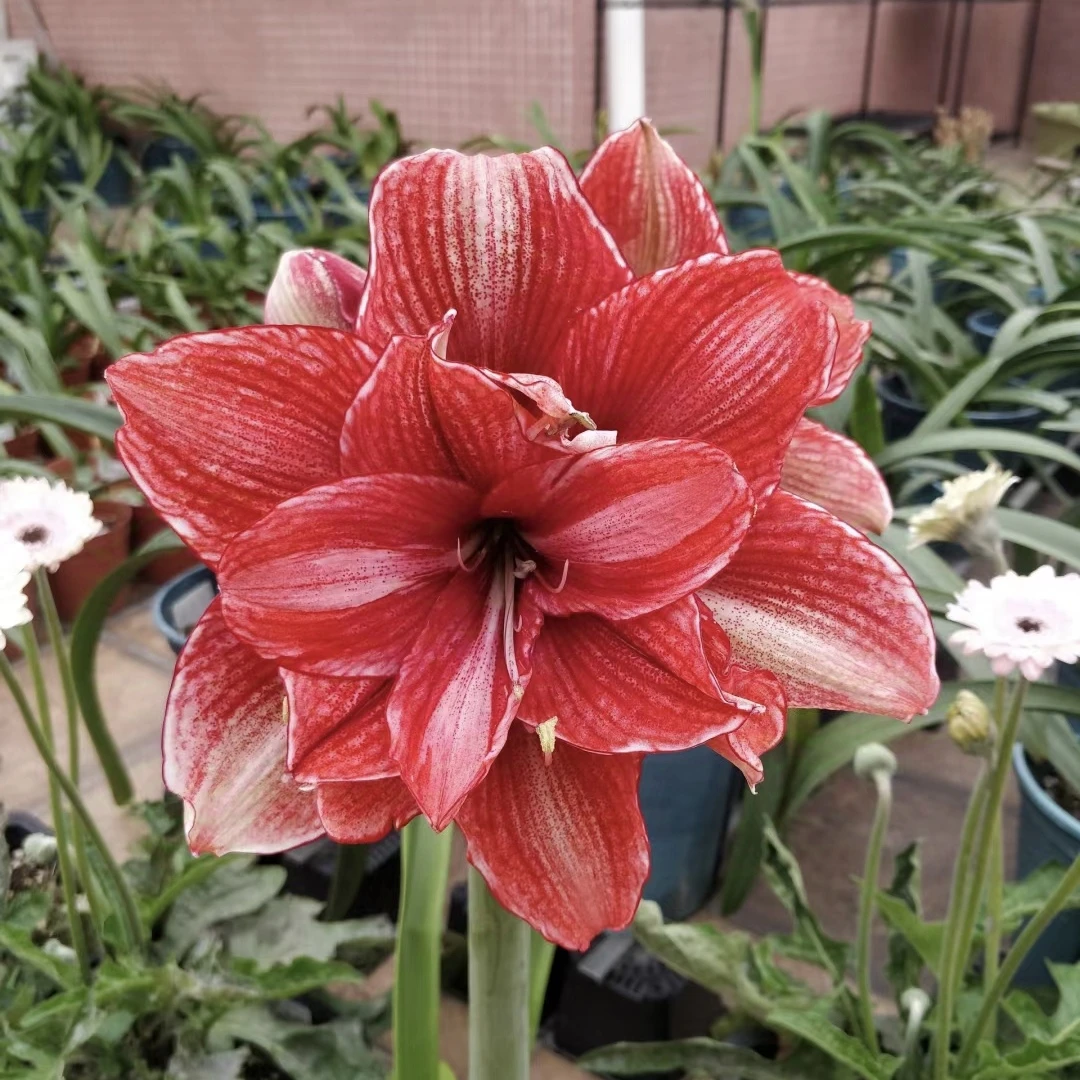 丰哥《惊涛骇浪朱顶红种球》1颗直径3-4.5公分自然球带盆土发货