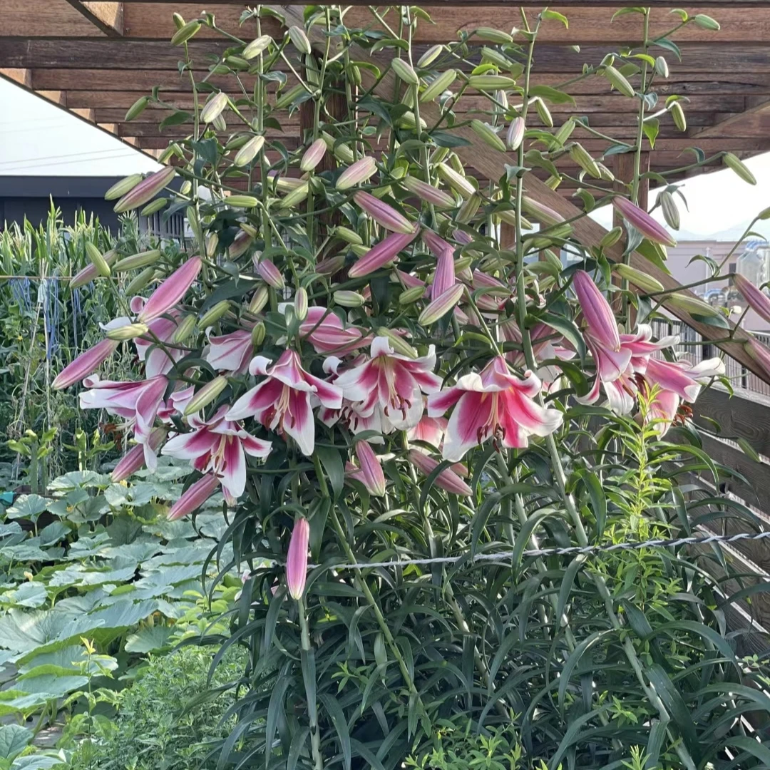 进口百合花种球《美素周长18/20cm》1颗单瓣有香味多年生