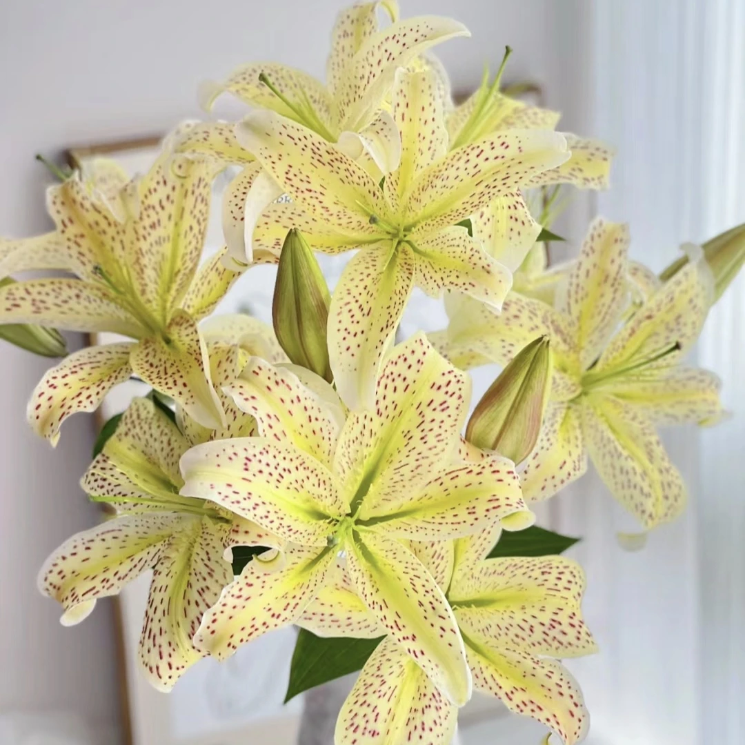丰哥《老虎沐恩》5支香水单瓣百合鲜花