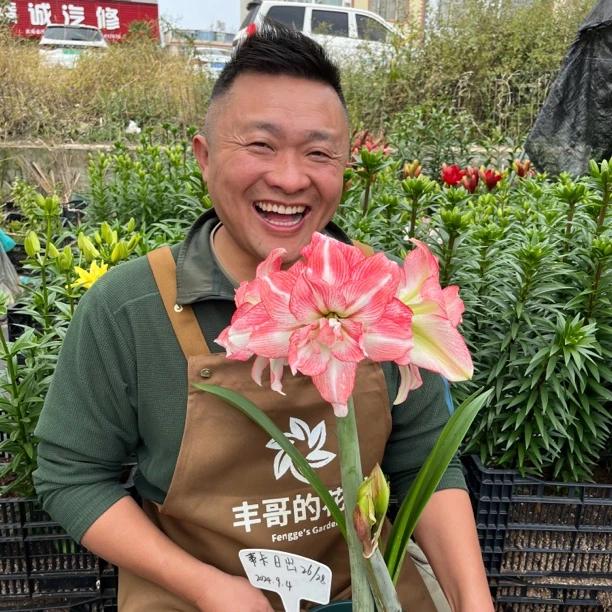 丰哥《进口帝卡日出》1颗重瓣朱顶红种球