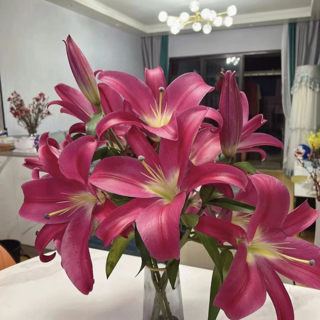 丰哥《罗宾娜》香水百合鲜切花