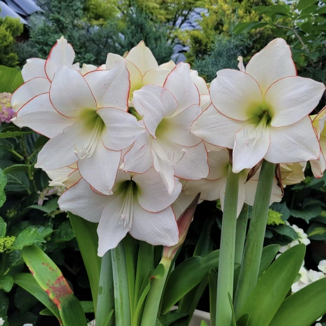 丰哥《花边石竹》1颗自然球，明年开花