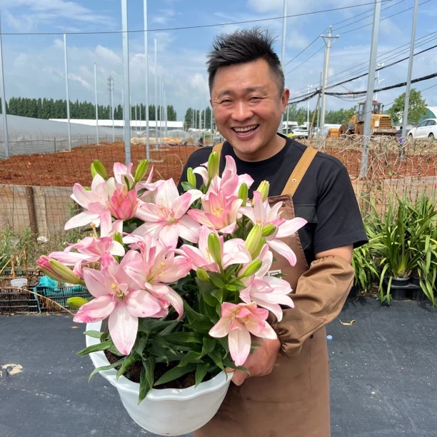 四季可种《宾利》1颗16/18进口无香重瓣种球