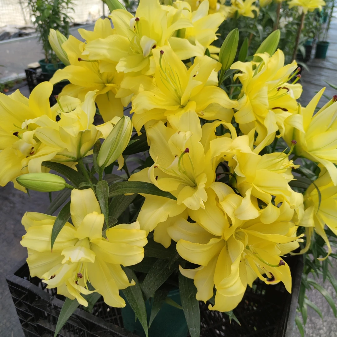 进口百合花种球《异国阳光周长16/18cm》1颗进口重瓣有香味 多年生