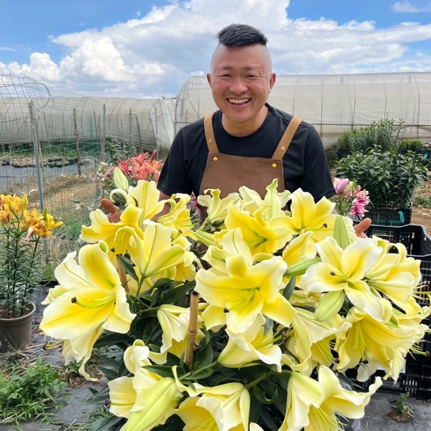 进口百合花种球《黄天霸－木门周长20/22cm》1颗单瓣有香味多年生