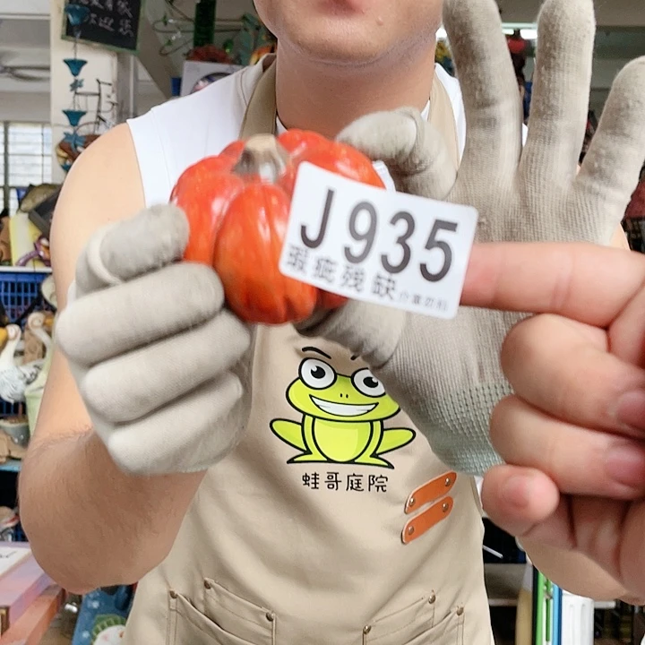 红陶20CM（含）-50CM（不含）