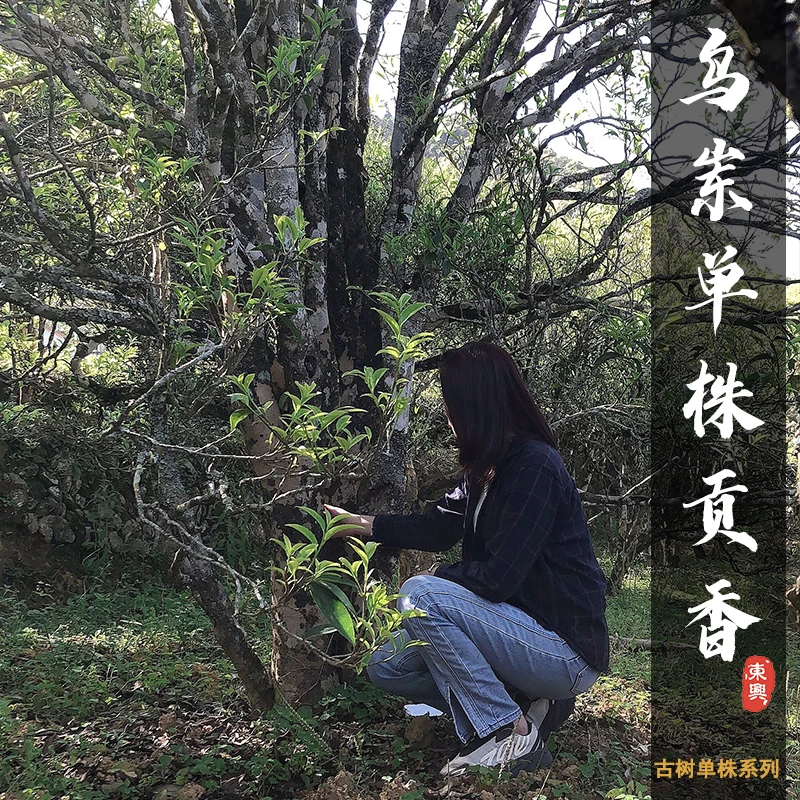 【单株贡香单丛】 岽兴乌岽单丛古树单株潮州凤凰单丛茶