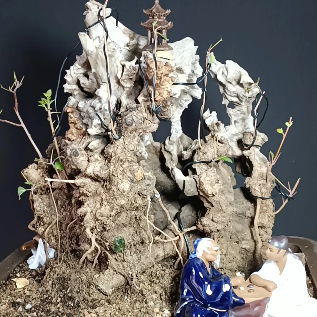 黄栌盆景素材绿植