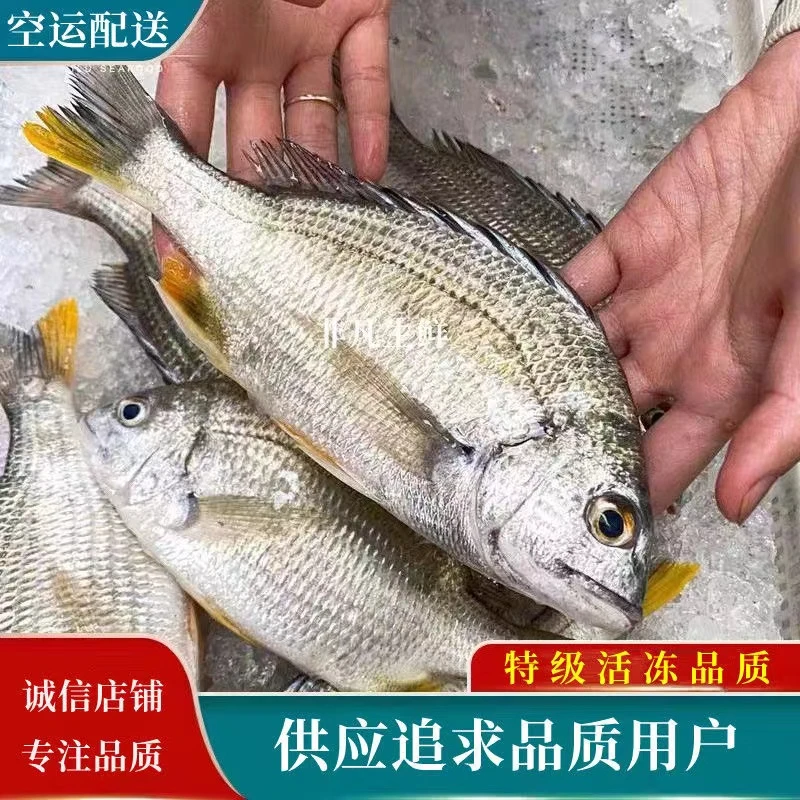 【9条】海鲜野生黄脚立3斤真空独立包装顺丰包邮