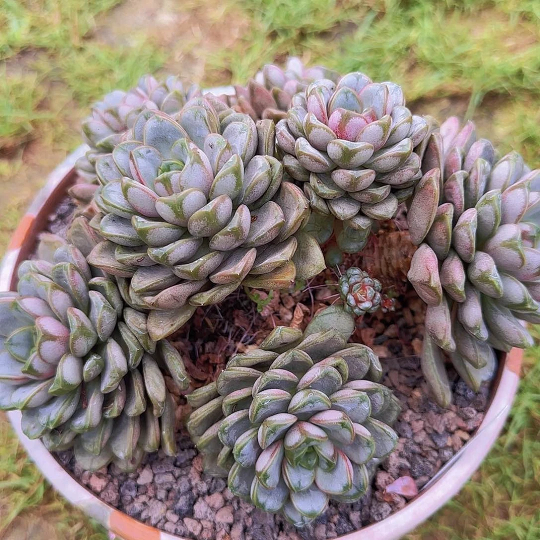 葡萄群生@佬专属