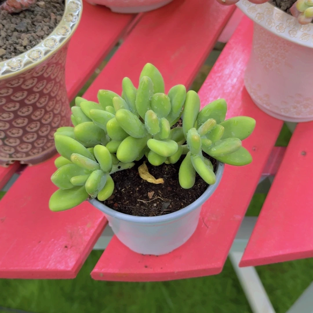 芒果奶朵朵缀造型好