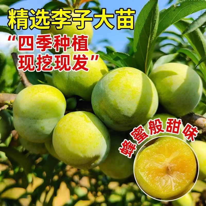 正宗蜂糖李子树苗耐寒大果脆甜南方北方种植盆栽地栽庭院高产